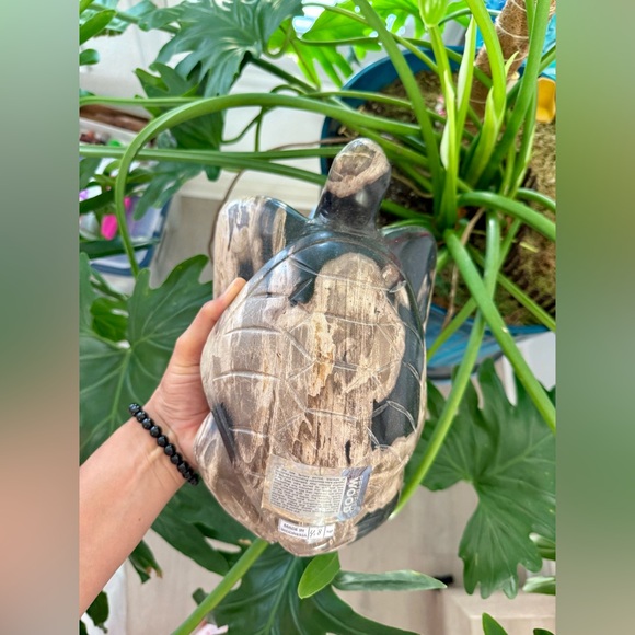 Petrified Wood Turtle - Picture 5 of 10